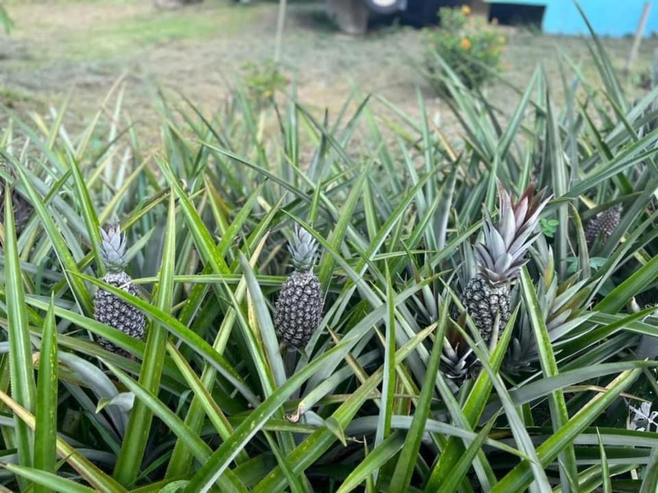 Durian Ecolodge Тампин Екстериор снимка